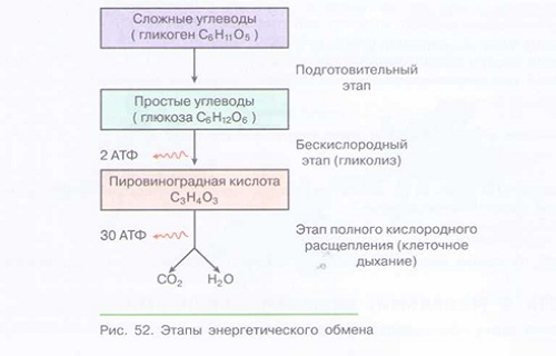 ОБМЕН ВЕЩЕСТВ И ЭНЕРГИИ В ОРГАНИЗМЕ: энергетический обмен